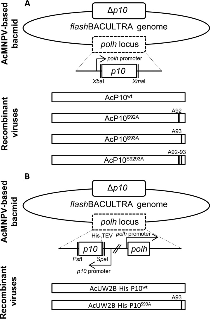 FIG 3