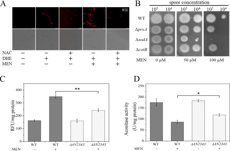 FIG 2