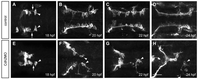 Fig. 7.