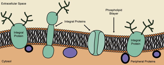 Figure 3.5