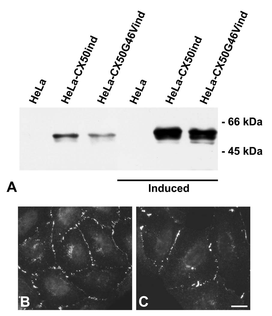 FIGURE 3