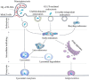 Image, graphical abstract