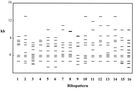 FIG. 1.