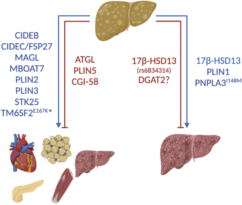 Figure 4