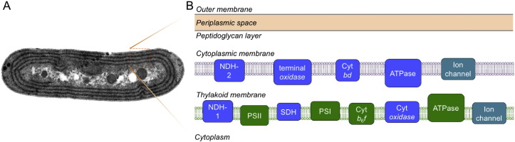 Fig. 2