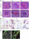 Fig. 3.