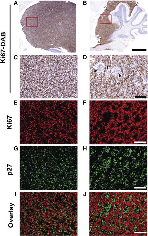 Figure 7