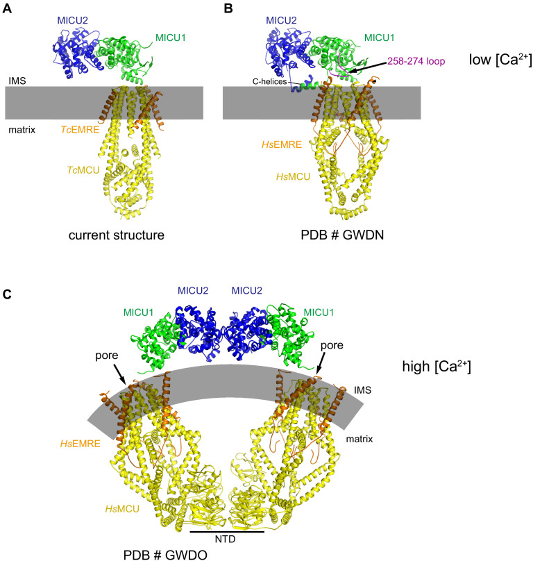 Figure 5—figure supplement 3.