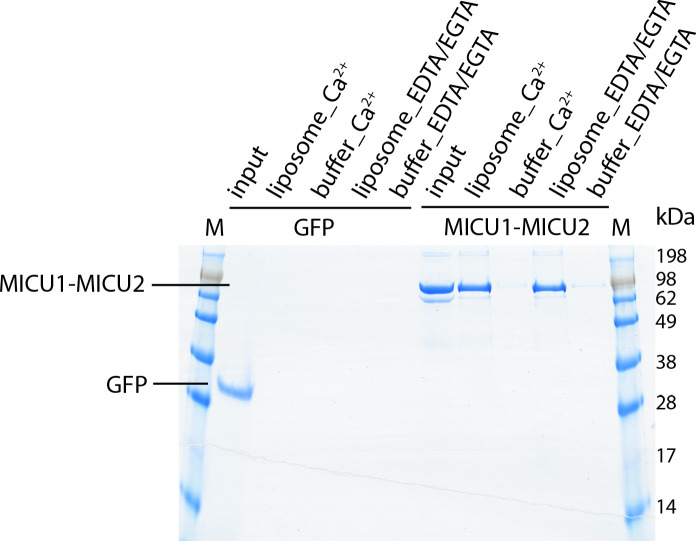 Figure 4—figure supplement 4.