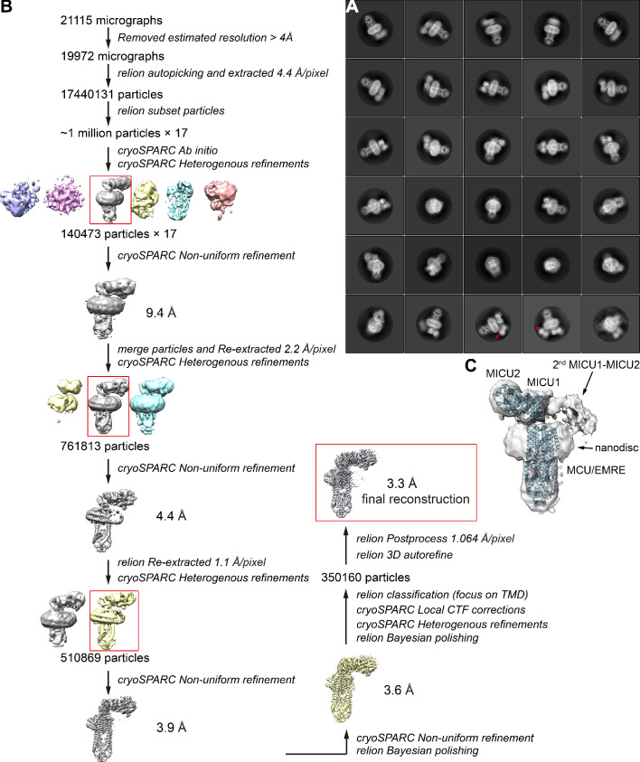 Figure 1—figure supplement 4.