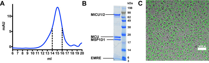 Figure 1—figure supplement 3.