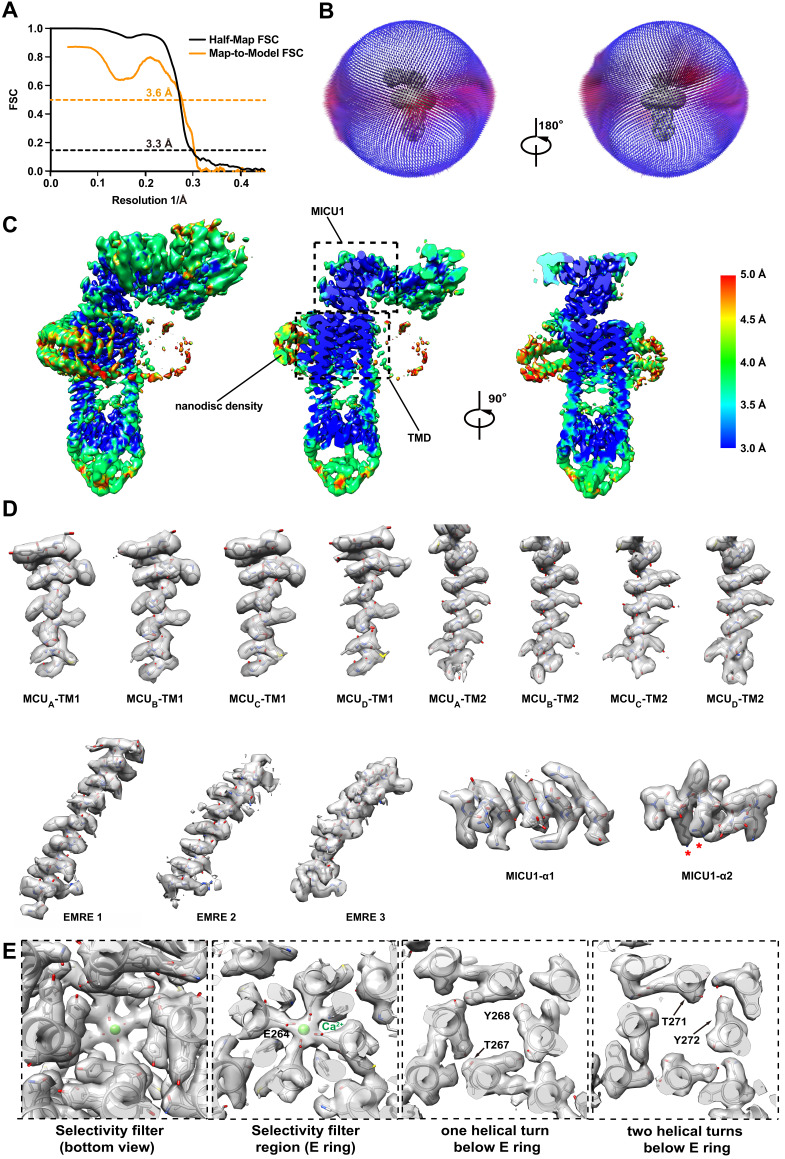 Figure 1—figure supplement 5.