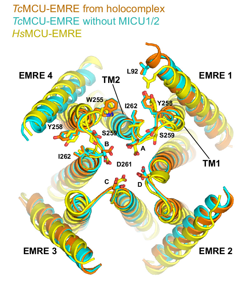 Figure 1—figure supplement 2.