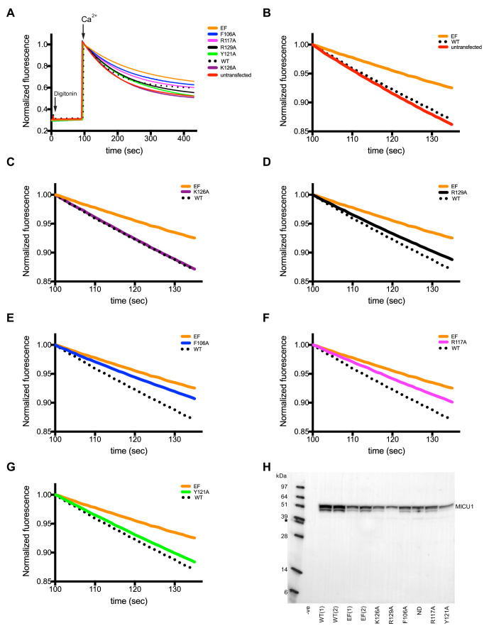 Figure 3—figure supplement 5.