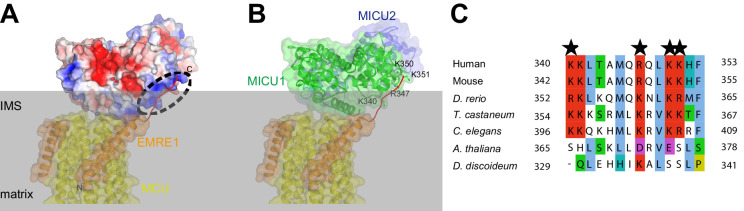 Figure 3—figure supplement 2.