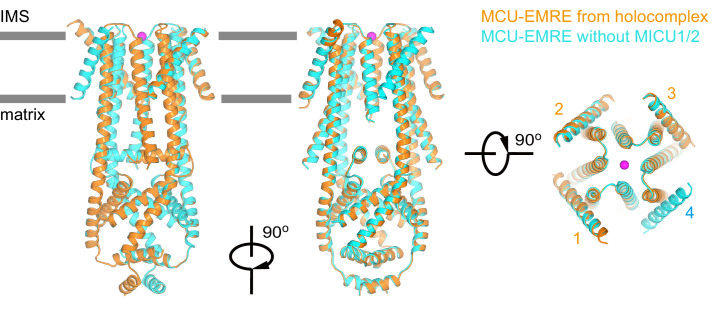 Figure 2—figure supplement 1.