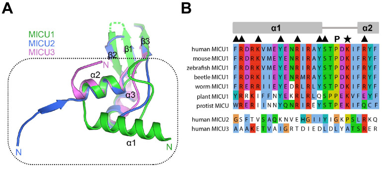 Figure 3—figure supplement 1.