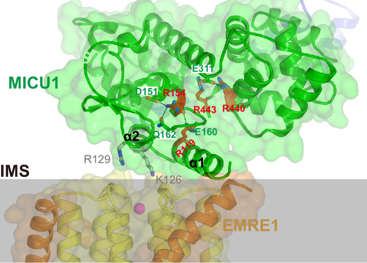 Figure 3—figure supplement 4.