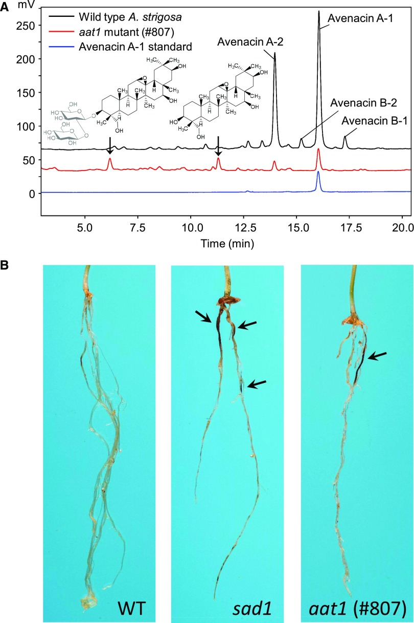 Figure 5.