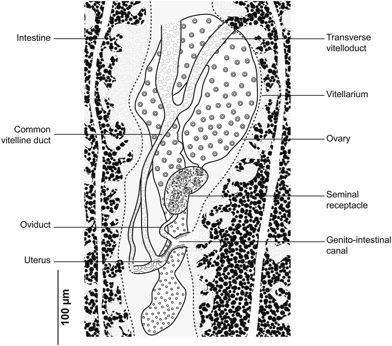 Fig. 5