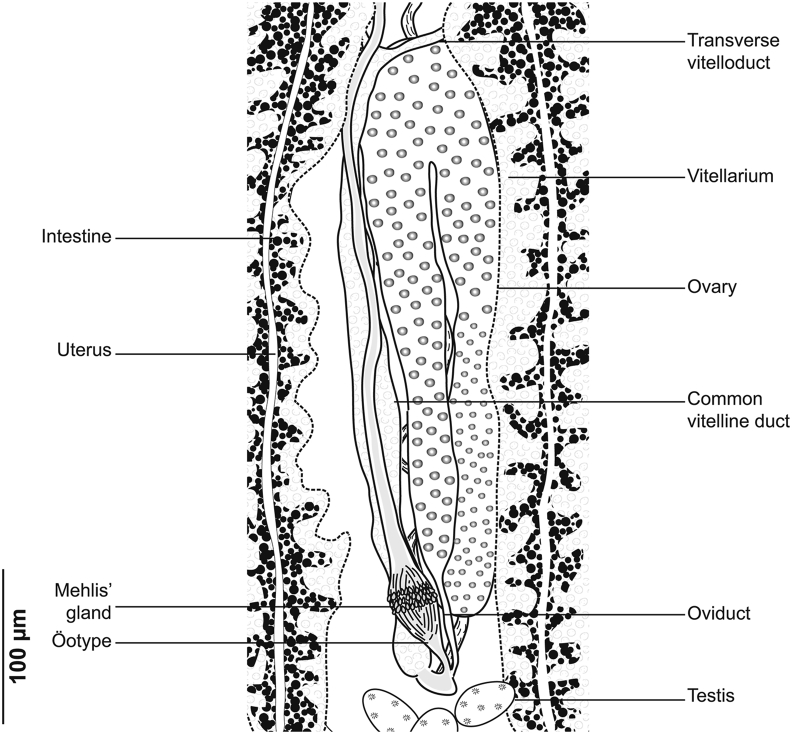 Fig. 2