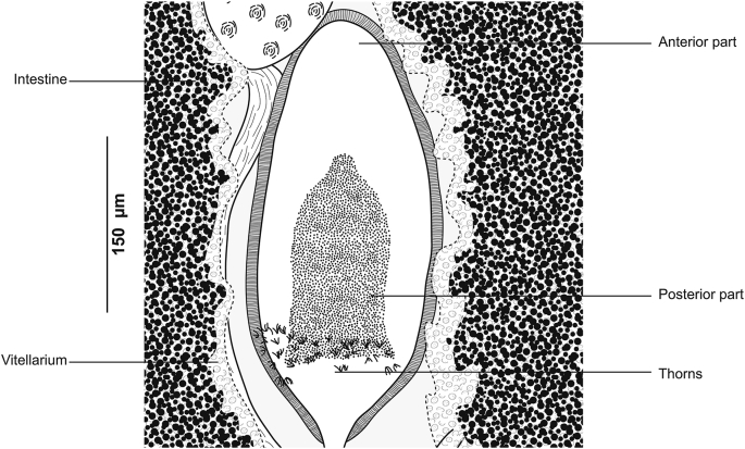 Fig. 14