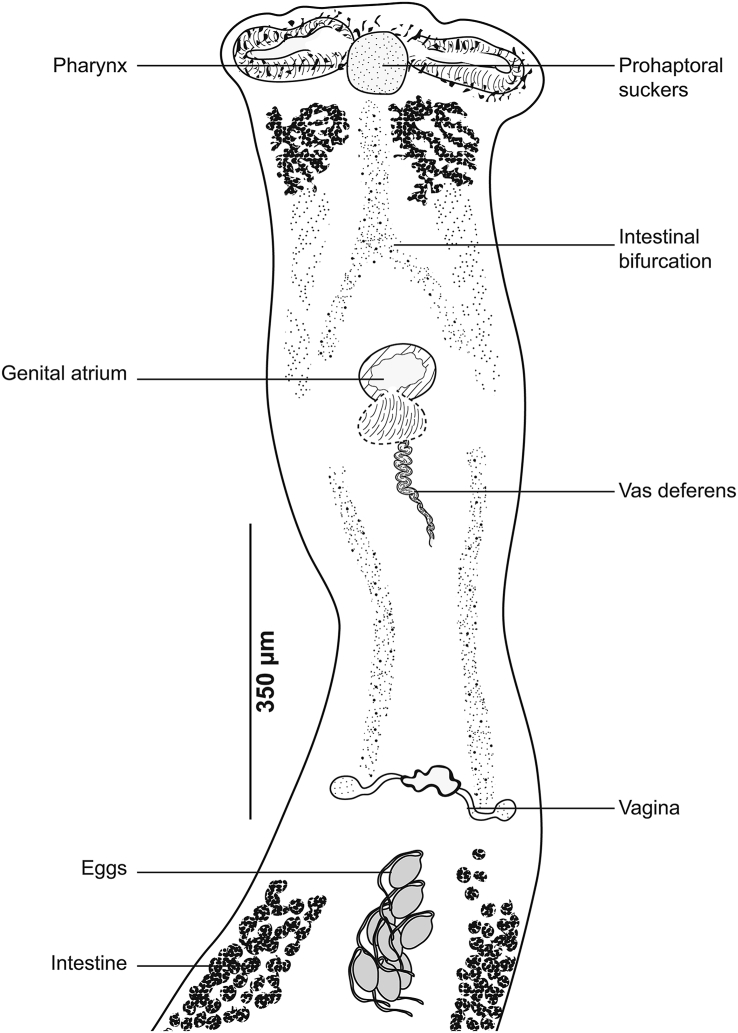 Fig. 8