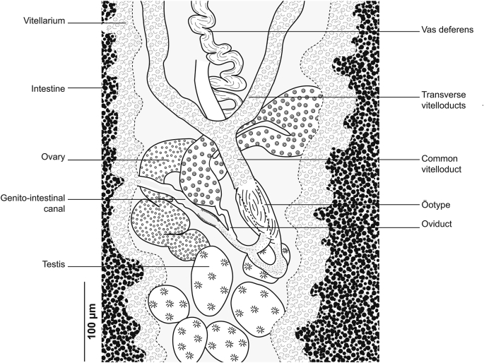 Fig. 13