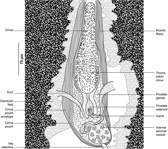 Fig. 12