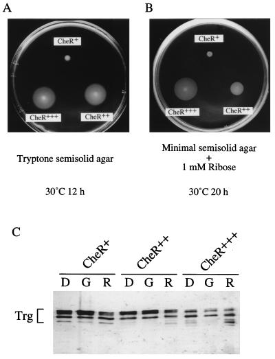 FIG. 8