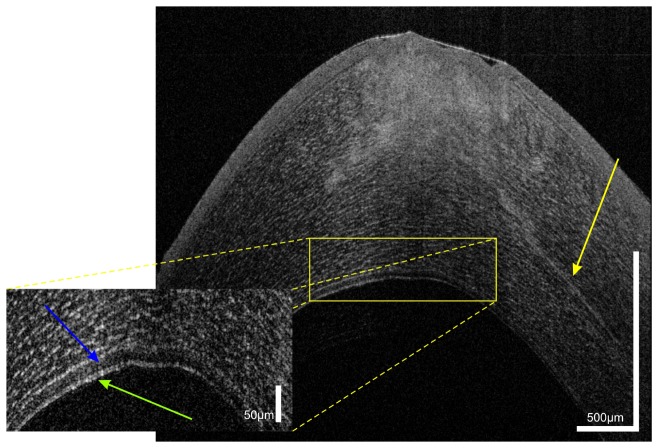 Fig. 8