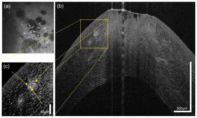 Fig. 7