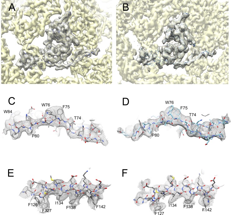 Figure 3—figure supplement 1.