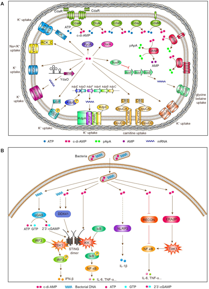 Figure 10.