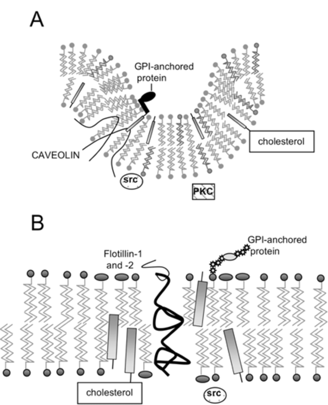 Fig. (1)