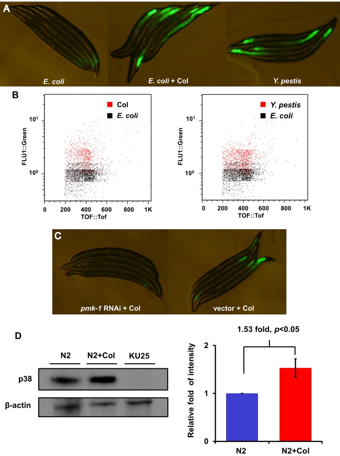 FIG 2 