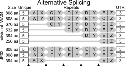 Fig. 5.