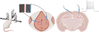 Image, graphical abstract