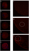 Fig 11