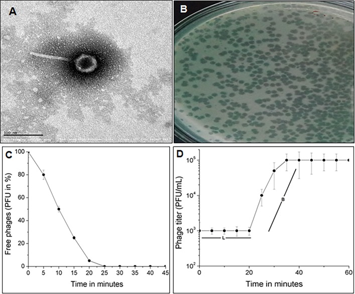 Fig 1