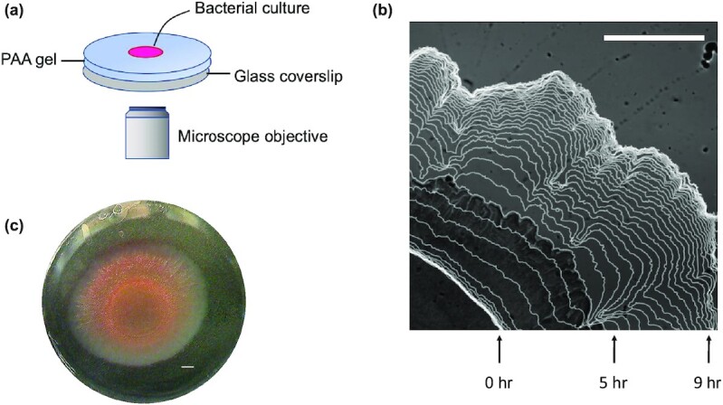 Fig. 2.