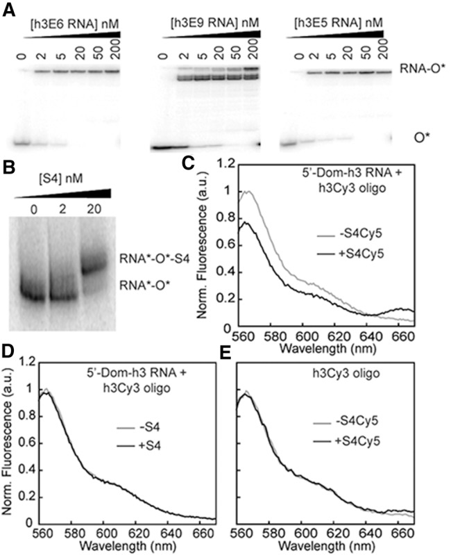 FIGURE 2.