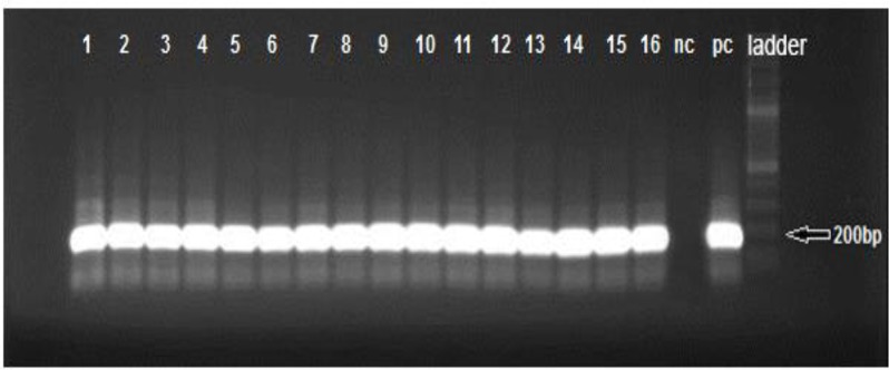 Fig. 2: