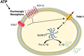 graphic file with name GLIA-70-1301-g005.jpg