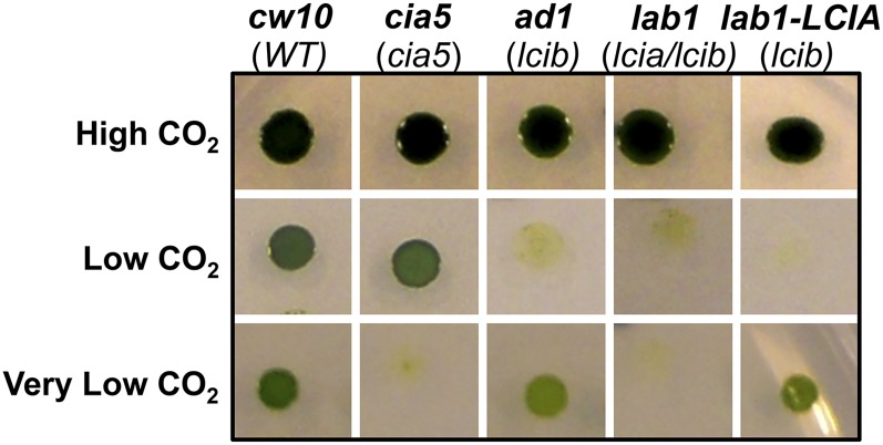 Figure 2.