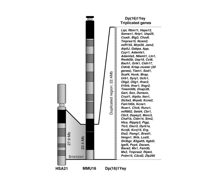 Figure 1—figure supplement 1.