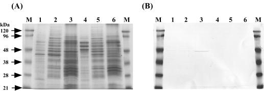 FIG. 5.