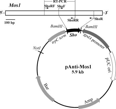 FIG. 1.