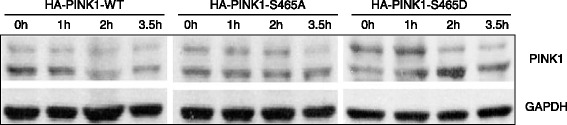 Fig. 5