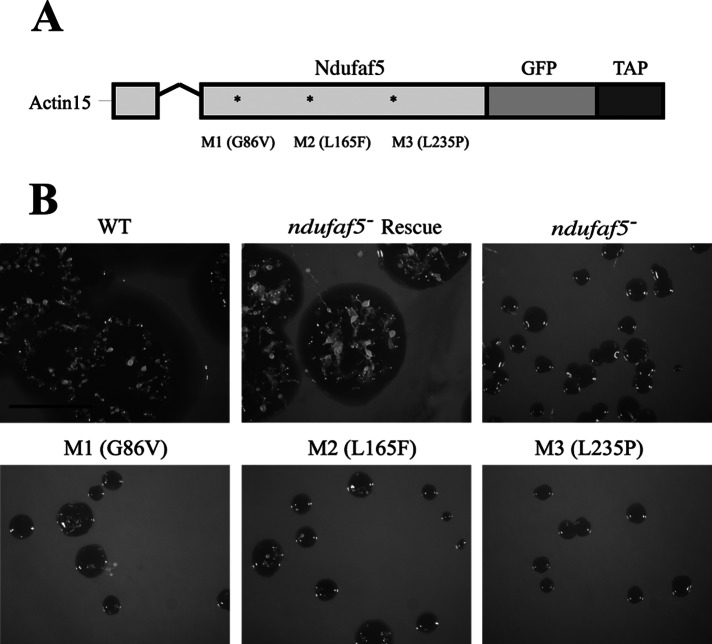 FIGURE 4: